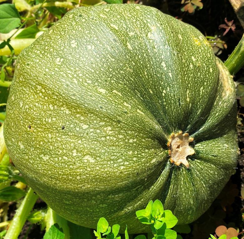 Marrow