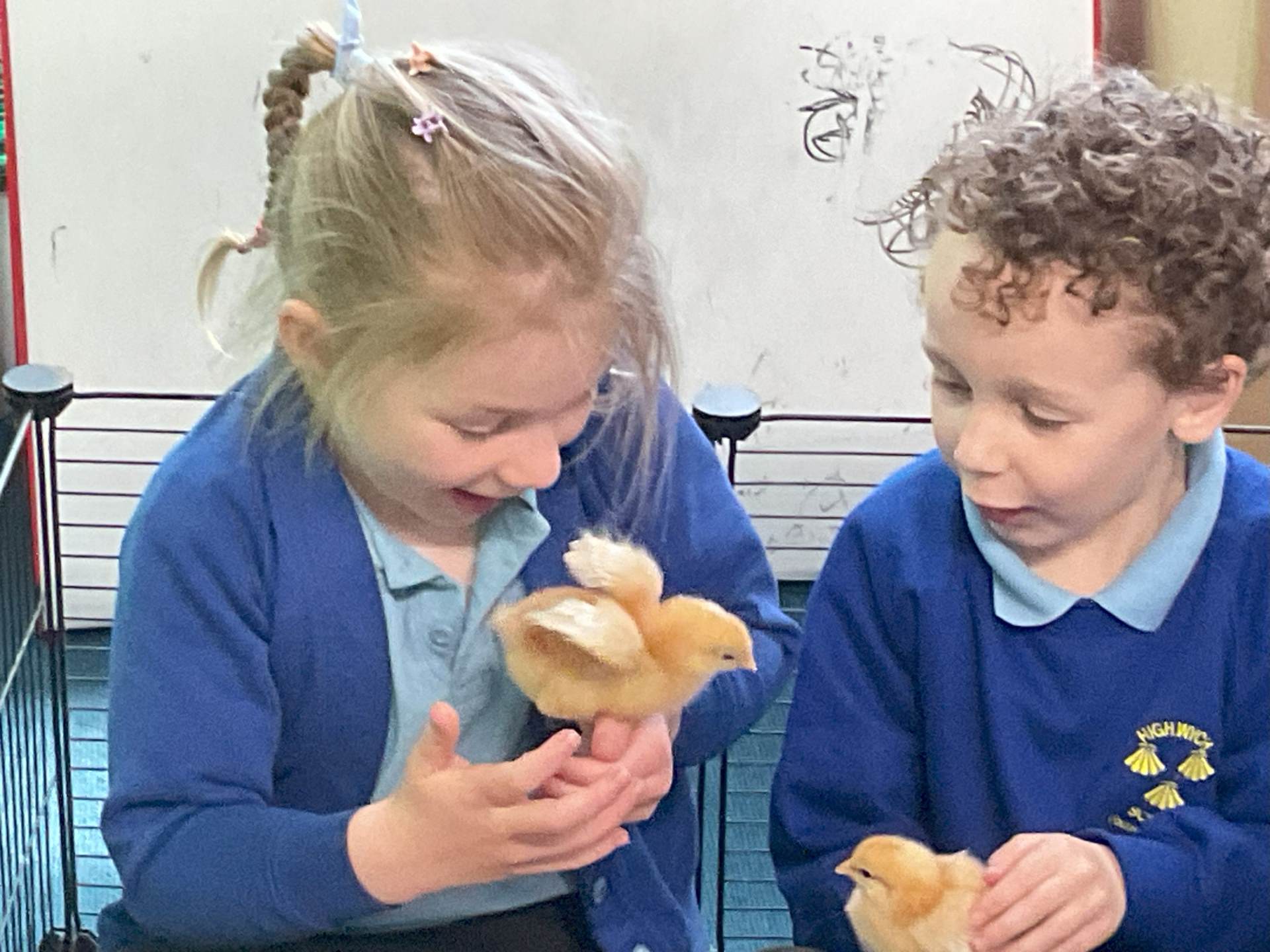 Chicks